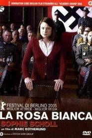 La rosa bianca – Sophie Scholl